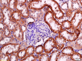 FZD3 Rabbit Polyclonal Antibody