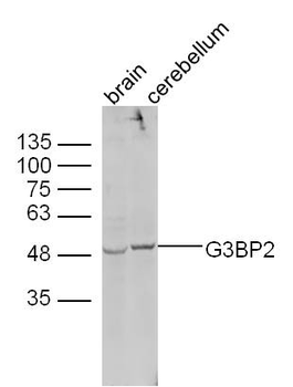 G3BP2 Rabbit Polyclonal Antibody
