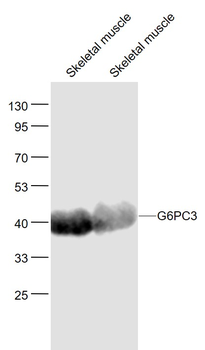 G6PC3 Rabbit Polyclonal Antibody
