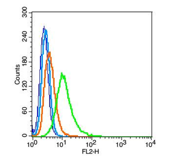 Gbx2 Rabbit Polyclonal Antibody