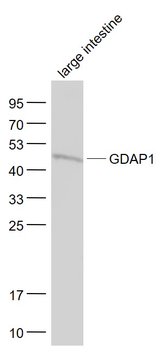 GDAP1 Rabbit Polyclonal Antibody