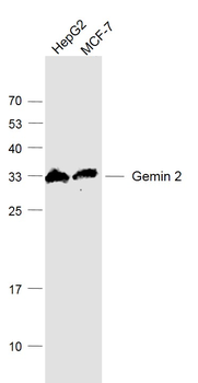 Gemin 2 Rabbit Polyclonal Antibody