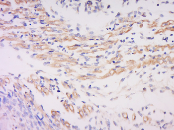 GJA8 Rabbit Polyclonal Antibody