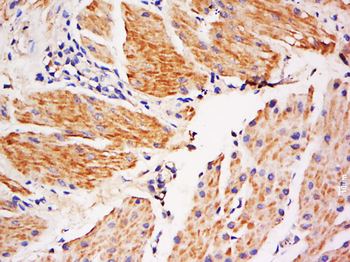 GJA8 Rabbit Polyclonal Antibody