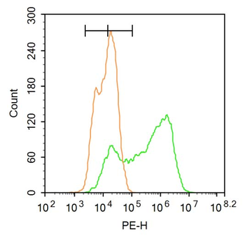 Gli2 Rabbit Polyclonal Antibody