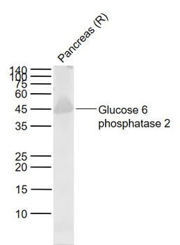 Glucose 6 phosphatase 2 Rabbit Polyclonal Antibody
