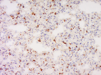GNG11 Rabbit Polyclonal Antibody