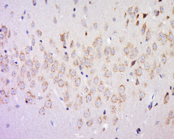 GNG5 Rabbit Polyclonal Antibody