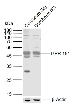 GPR 151 Rabbit Polyclonal Antibody