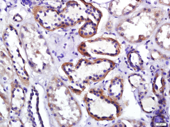 GPR100 Rabbit Polyclonal Antibody