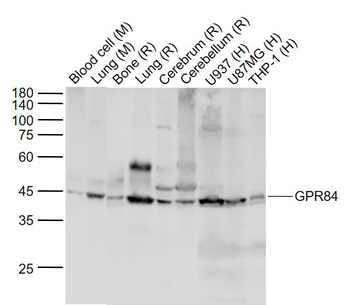 GPR84 Rabbit Polyclonal Antibody