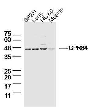GPR84 Rabbit Polyclonal Antibody