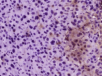 Histone H1oo Rabbit Polyclonal Antibody