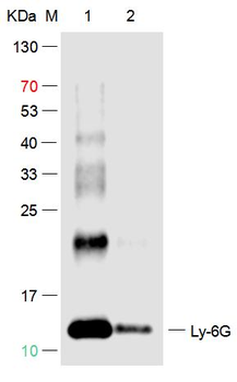 Ly-6G Rabbit Polyclonal Antibody