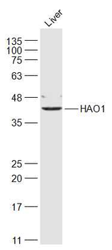HAO1 Rabbit Polyclonal Antibody