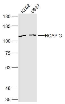 HCAP G Rabbit Polyclonal Antibody