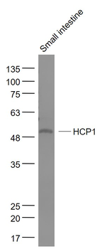 HCP1 Rabbit Polyclonal Antibody