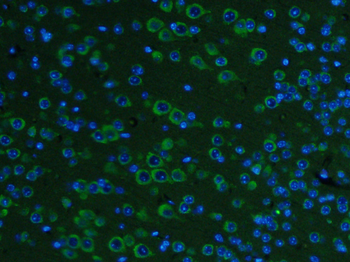 GDNF Rabbit Polyclonal Antibody (BF488)