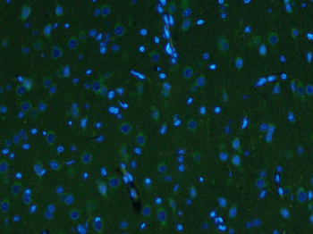 GDNF Rabbit Polyclonal Antibody (BF488)