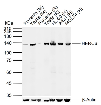 HERC6 Rabbit Polyclonal Antibody