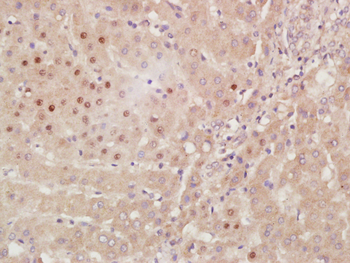 HES3 Rabbit Polyclonal Antibody
