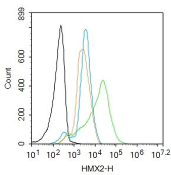 HMX2 Rabbit Polyclonal Antibody