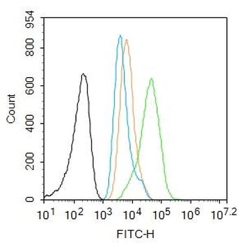 HSP70 Rabbit Polyclonal Antibody