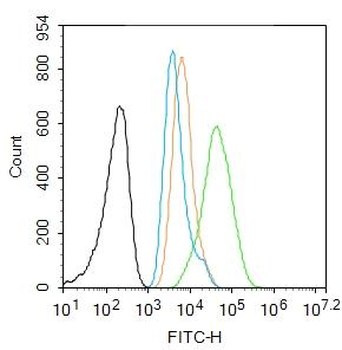HSP70 Rabbit Polyclonal Antibody