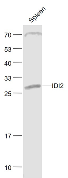 IDI2 Rabbit Polyclonal Antibody