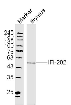 IFI202 Rabbit Polyclonal Antibody