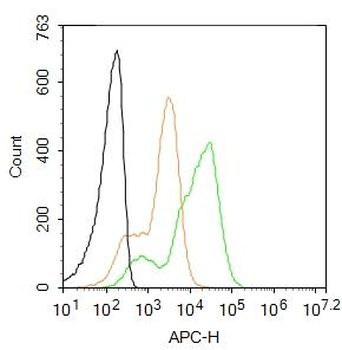GAD65 Rabbit Polyclonal Antibody (BF647)