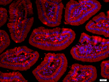 IFNA1 Rabbit Polyclonal Antibody