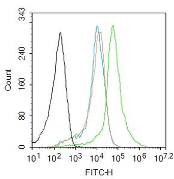IFT20 Rabbit Polyclonal Antibody