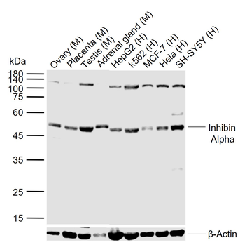 Inhibin Alpha Rabbit Polyclonal Antibody