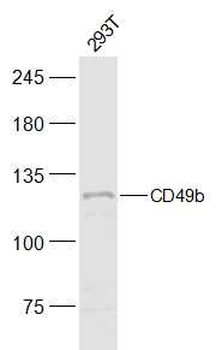 Integrin alpha 2 Rabbit Polyclonal Antibody