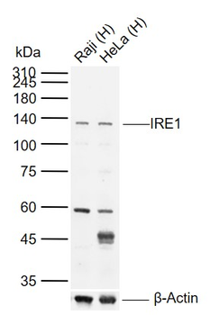 IRE1 Rabbit Polyclonal Antibody