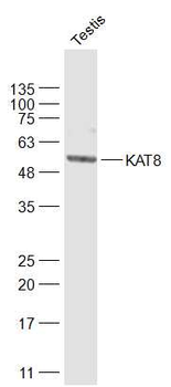 MYST1/KAT8 Rabbit Polyclonal Antibody