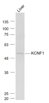 KCNF1 Rabbit Polyclonal Antibody
