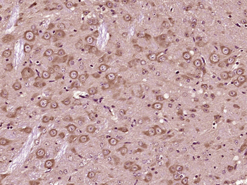KCNG1 Rabbit Polyclonal Antibody