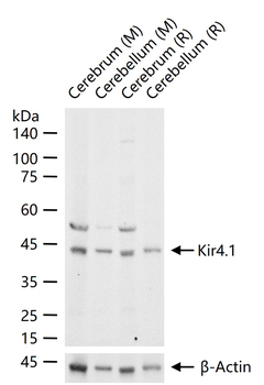 Kir4.1 Rabbit Polyclonal Antibody
