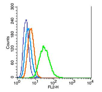 LHX2 Rabbit Polyclonal Antibody