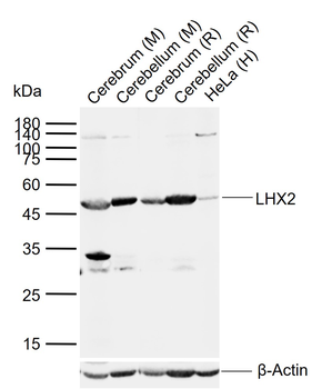 LHX2 Rabbit Polyclonal Antibody