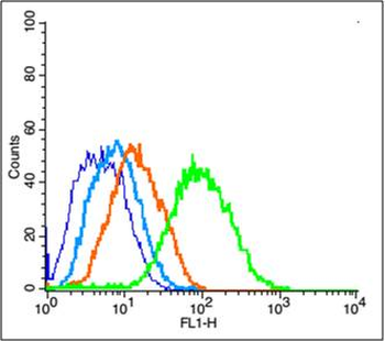 LRRTM3 Rabbit Polyclonal Antibody