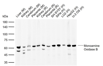 Monoamine Oxidase B Rabbit Polyclonal Antibody