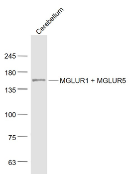 GRM1 + GRM5 Rabbit Polyclonal Antibody