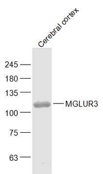 MGLUR3 Rabbit Polyclonal Antibody