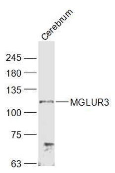 MGLUR3 Rabbit Polyclonal Antibody