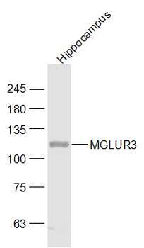 MGLUR3 Rabbit Polyclonal Antibody