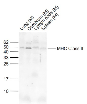 MHC Class II Rabbit Polyclonal Antibody