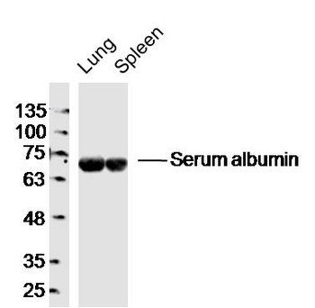 Albumin Rabbit Polyclonal Antibody